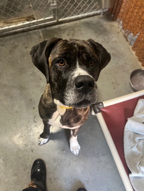 Mac, an adoptable Great Dane, Mastiff in Cody, WY, 82414 | Photo Image 1