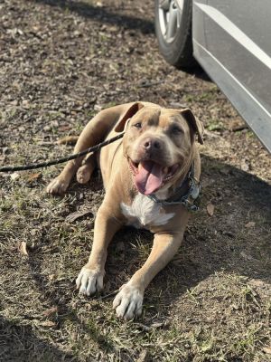 Max, Adult Male Terrier