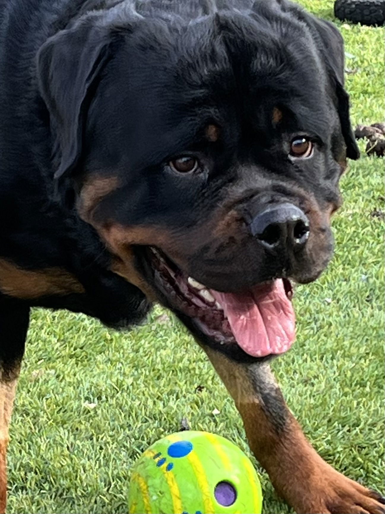 Remi