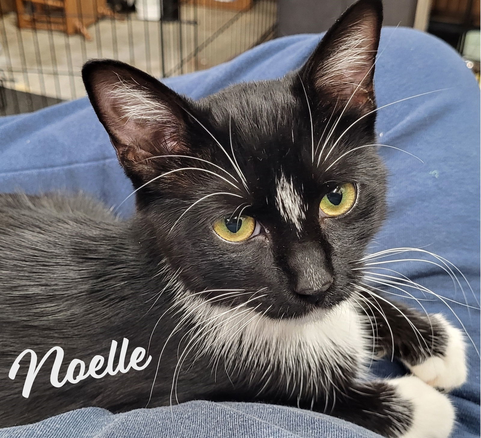 Noelle #spunky-lady