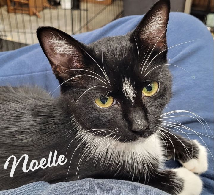Noelle #spunky-lady 2