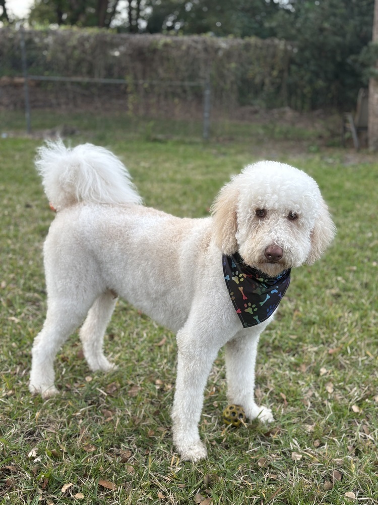 Winston, an adoptable Aussiedoodle in Orlando, FL, 32807 | Photo Image 1