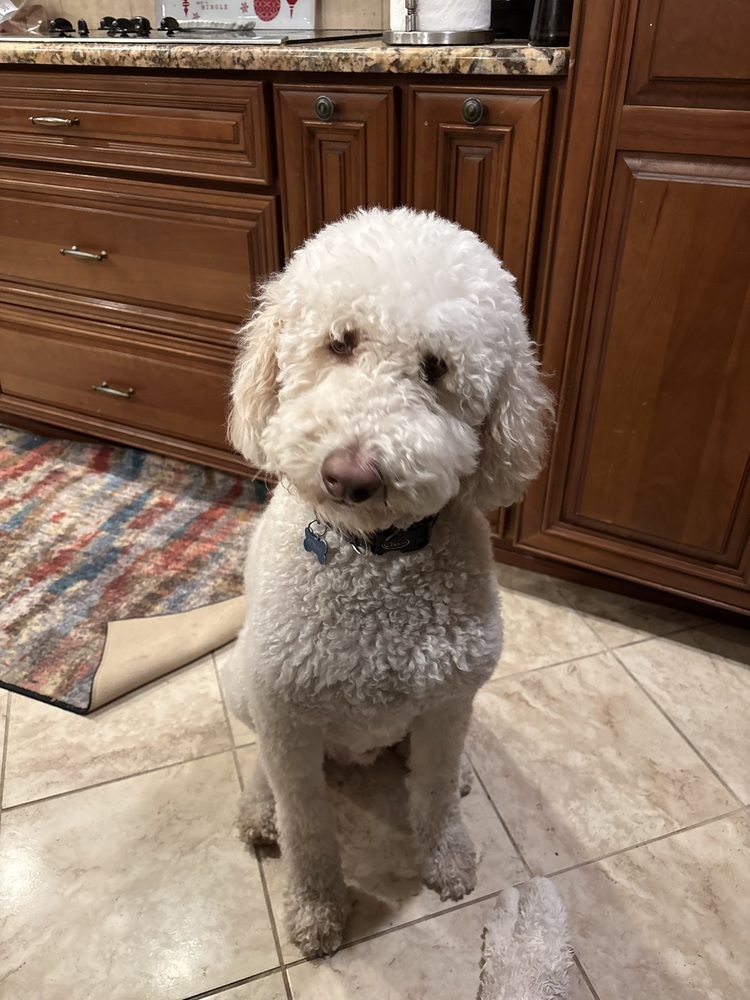 Winston, an adoptable Aussiedoodle in Orlando, FL, 32807 | Photo Image 2