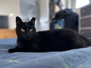 Shadow