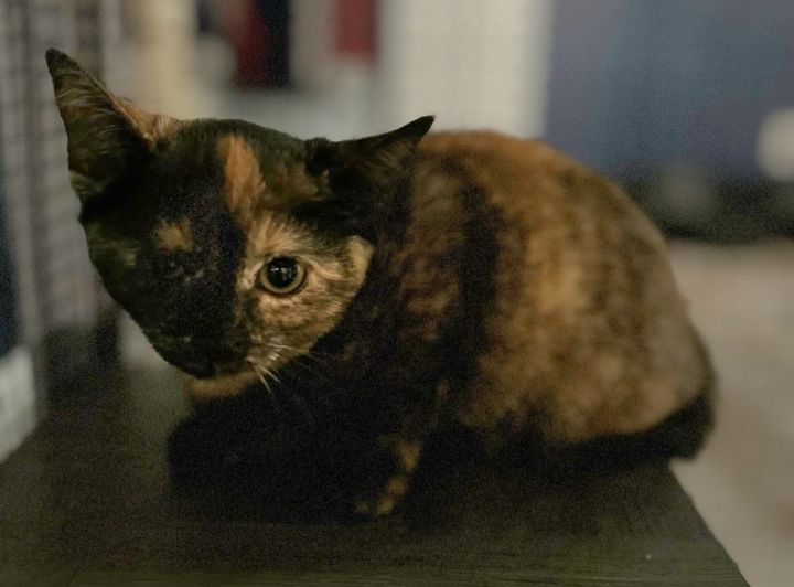 Chi Chi 1