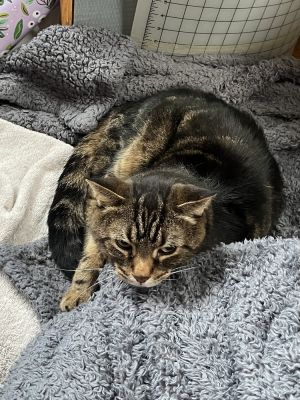 Tony, Adult Male Domestic Short Hair