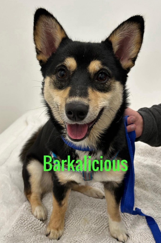 Barkalicious