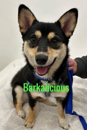 Barkalicious