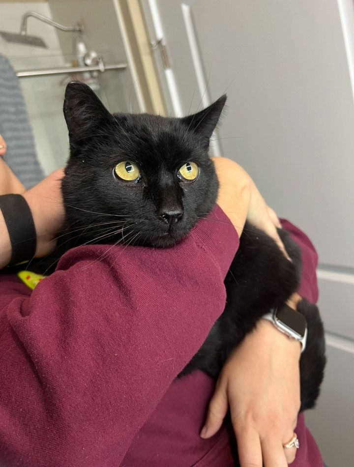 Toothless **COURTESY POST** 1
