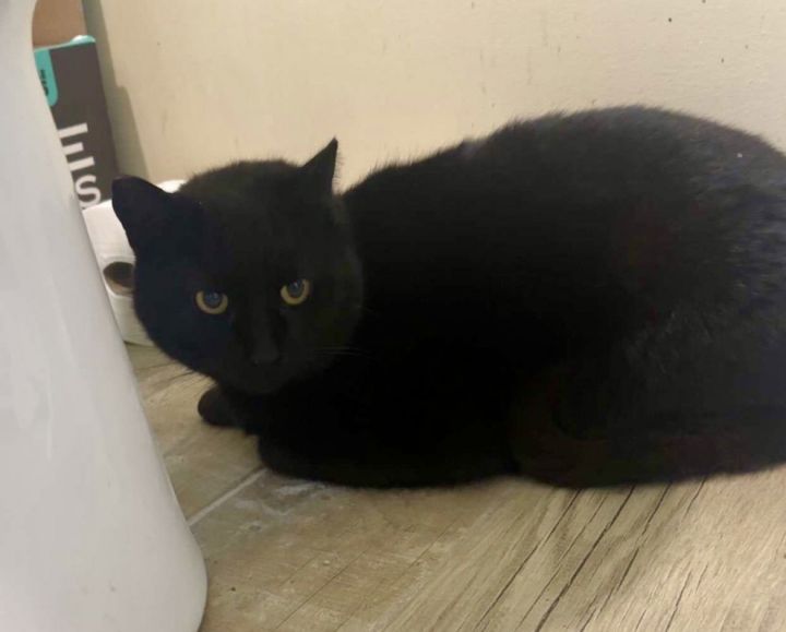 Toothless **COURTESY POST** 2
