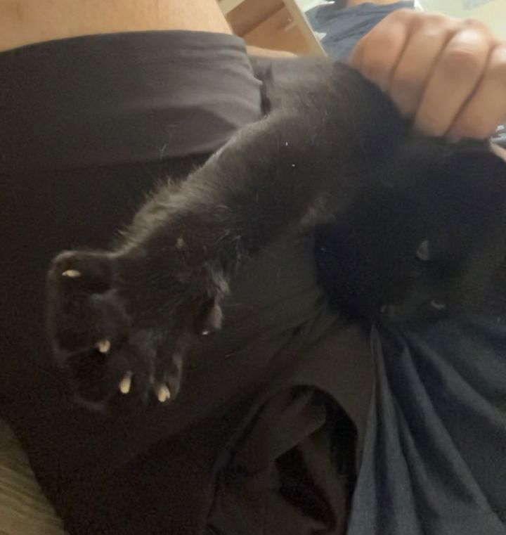 Toothless **COURTESY POST** 3