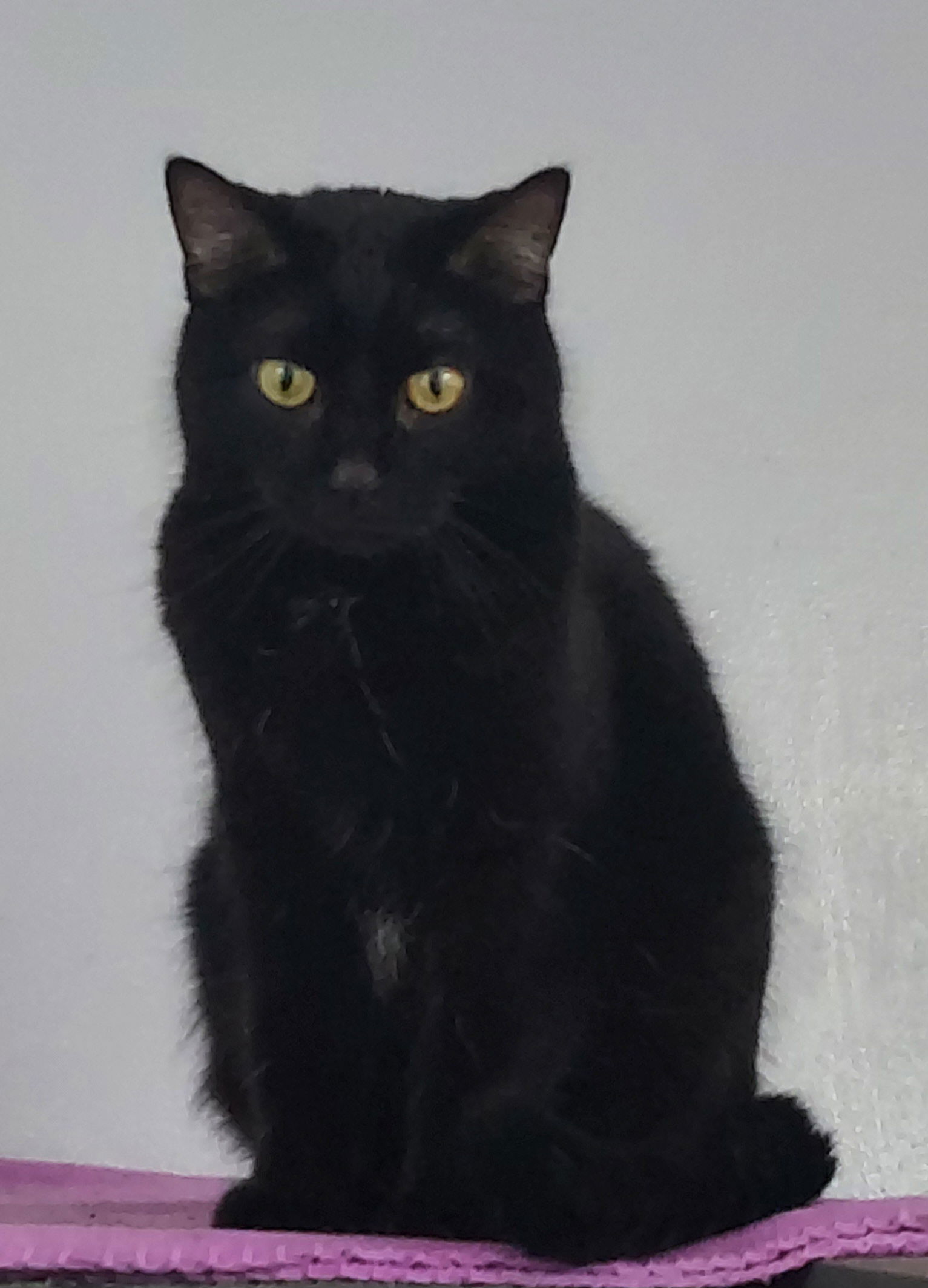 Rhoda