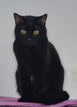 Rhoda