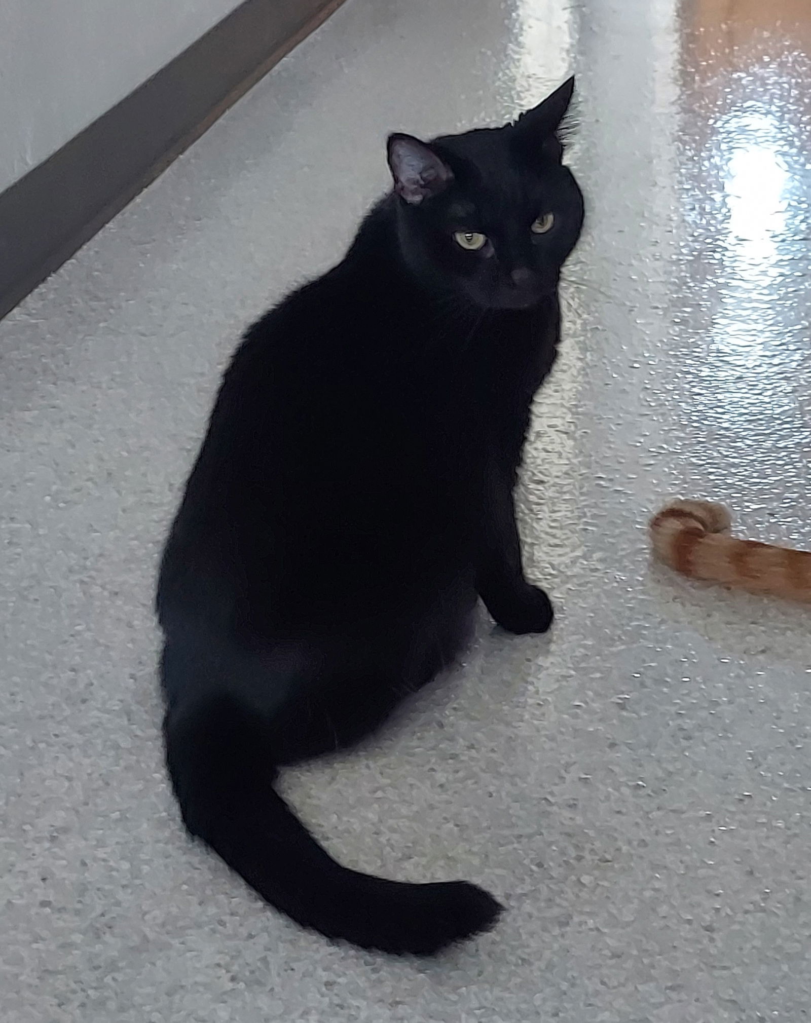 Rhoda