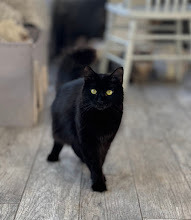 Elvira 1