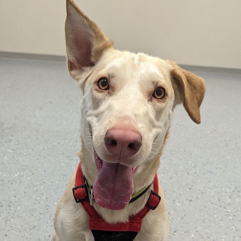 Marley, an adoptable Labrador Retriever, Mixed Breed in Yankton, SD, 57078 | Photo Image 1