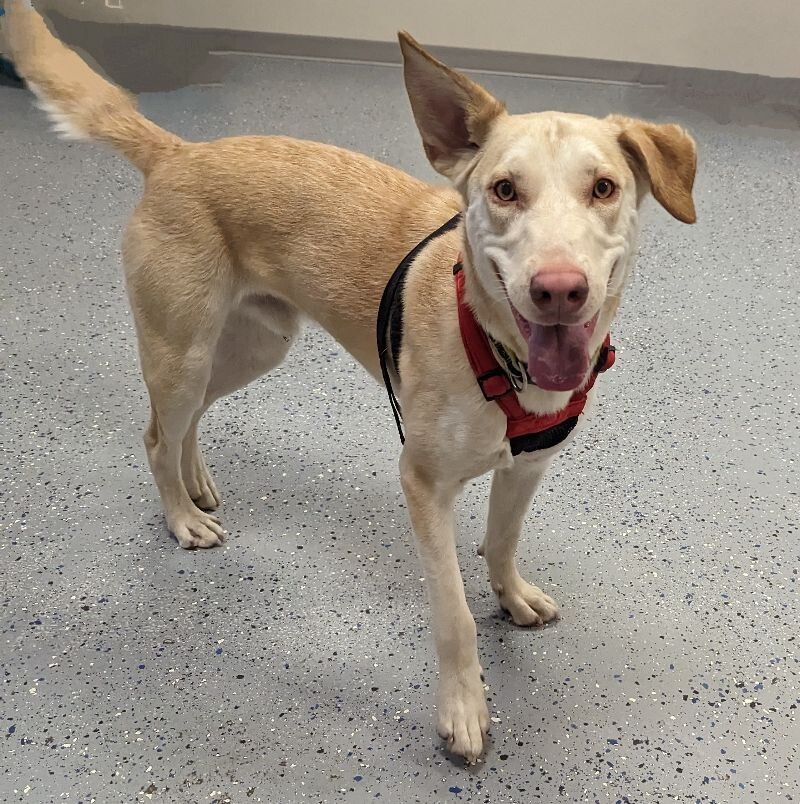 Marley, an adoptable Labrador Retriever, Mixed Breed in Yankton, SD, 57078 | Photo Image 2