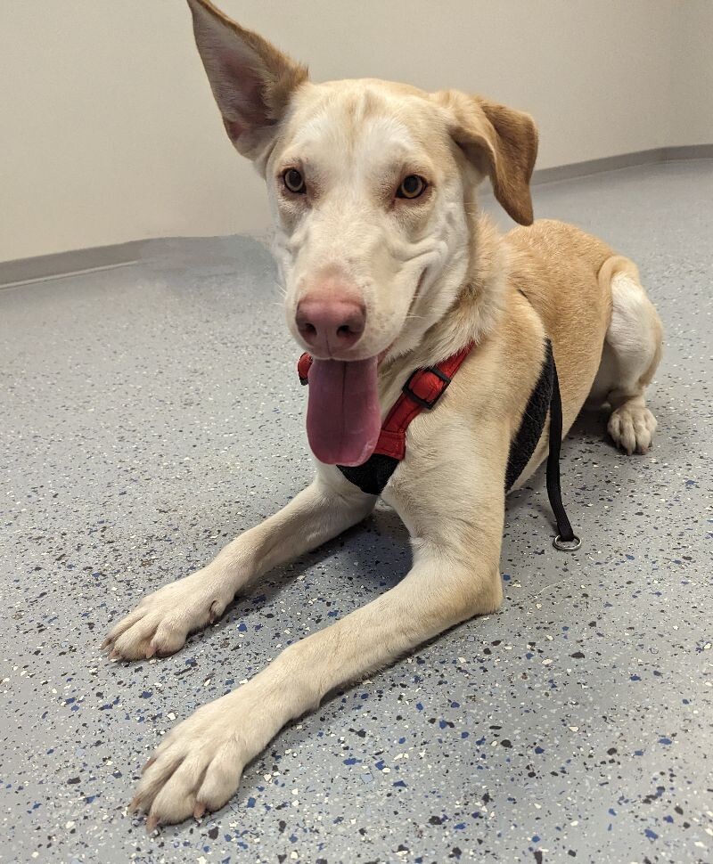 Marley, an adoptable Labrador Retriever, Mixed Breed in Yankton, SD, 57078 | Photo Image 3