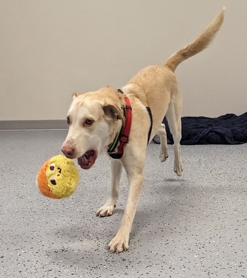 Marley, an adoptable Labrador Retriever, Mixed Breed in Yankton, SD, 57078 | Photo Image 4