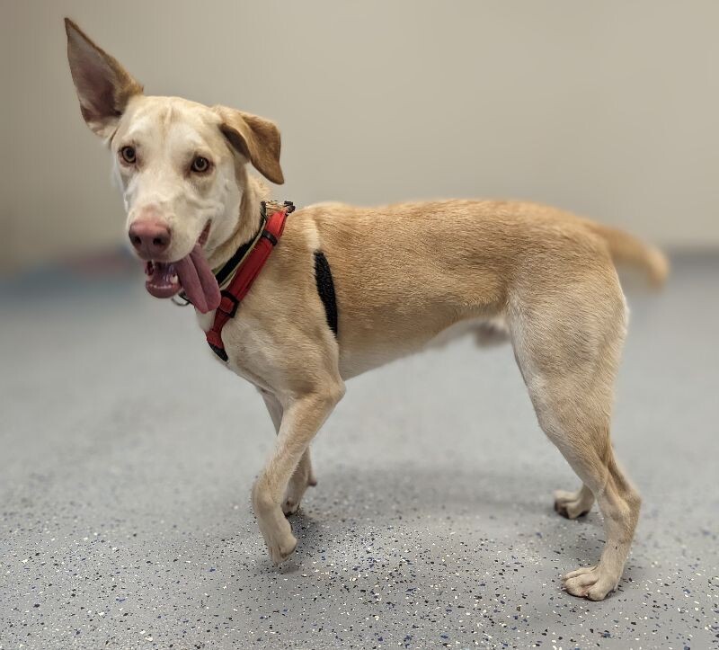 Marley, an adoptable Labrador Retriever, Mixed Breed in Yankton, SD, 57078 | Photo Image 5