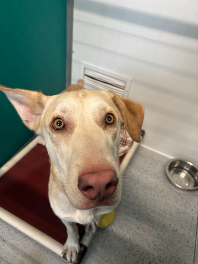 Marley, an adoptable Labrador Retriever, Mixed Breed in Yankton, SD, 57078 | Photo Image 6