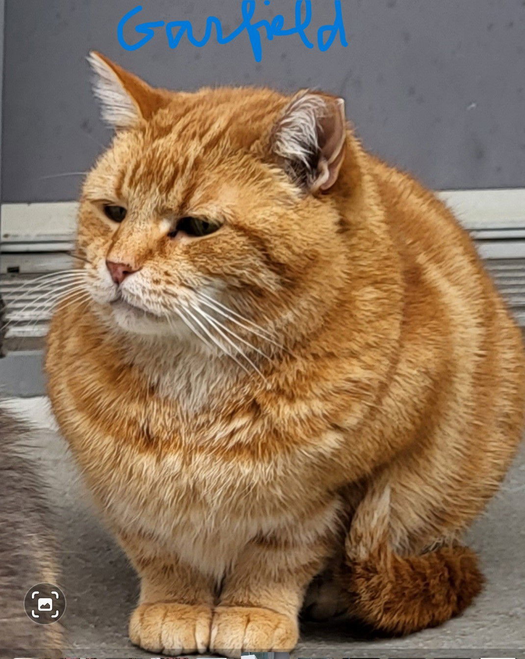 Garfield