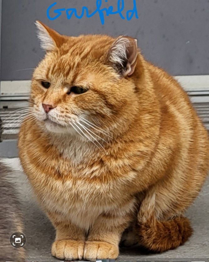 Garfield