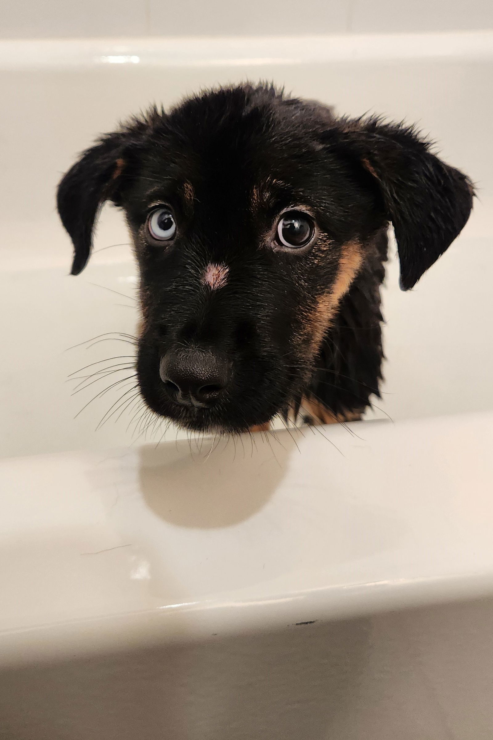Zima
