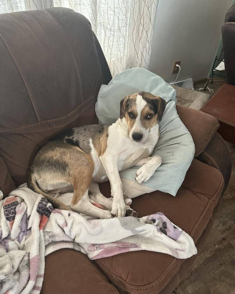 Lily, an adoptable Mixed Breed in Mandan, ND, 58554 | Photo Image 1