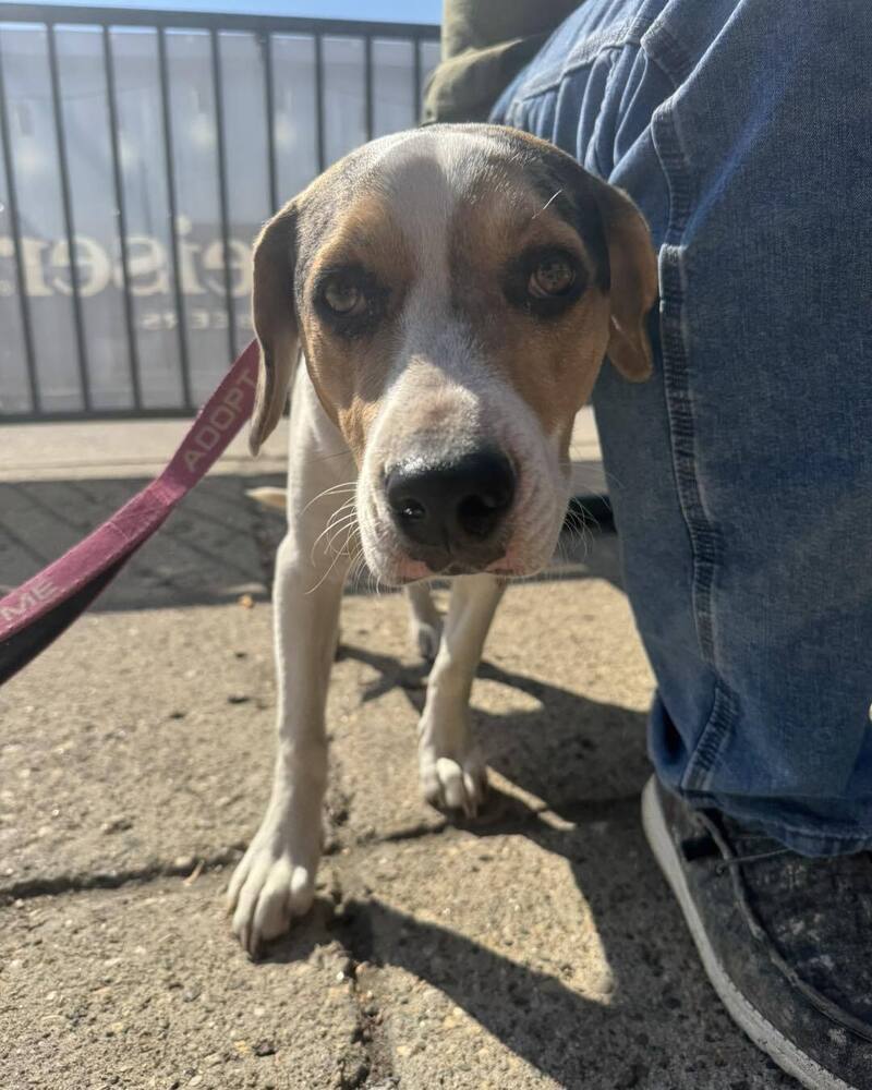 Lily, an adoptable Mixed Breed in Mandan, ND, 58554 | Photo Image 2