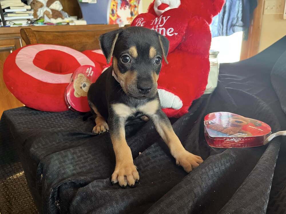 Ember, an adoptable Mixed Breed in Mandan, ND, 58554 | Photo Image 1