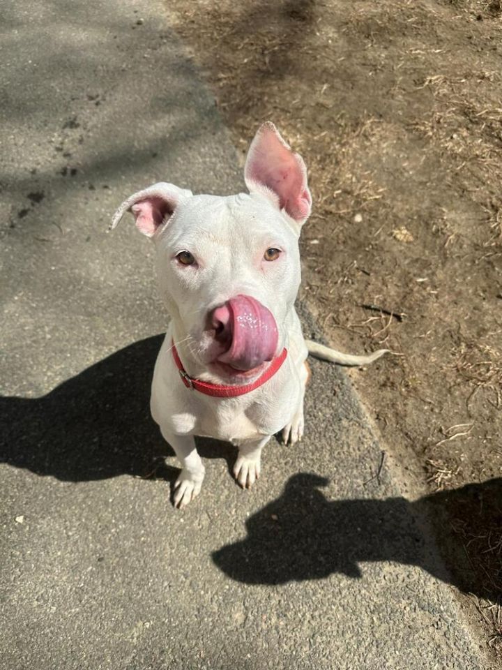 Gavin (LOCALLY FOSTERED) 1