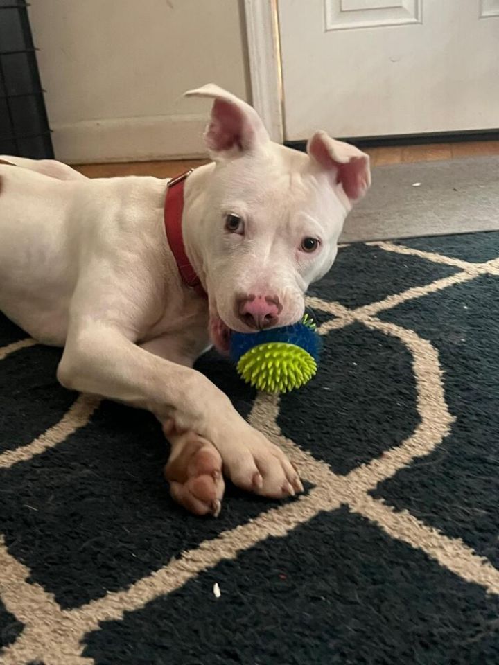 Gavin (LOCALLY FOSTERED) 2