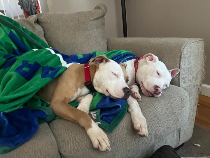 Gavin (LOCALLY FOSTERED) 4