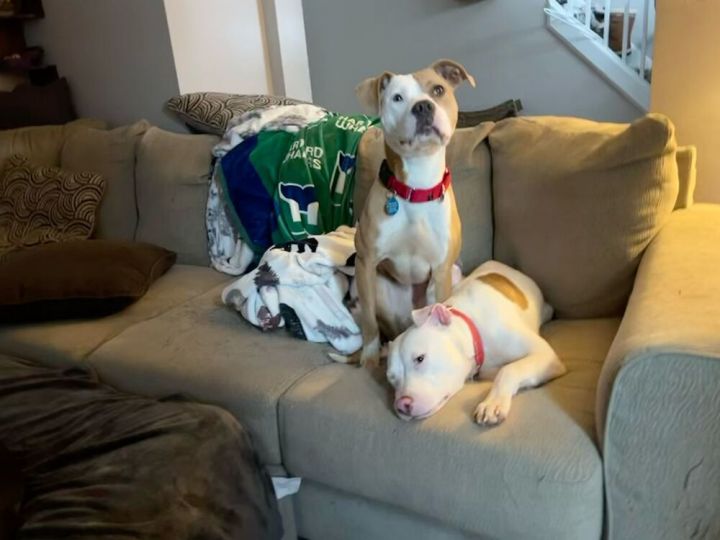 Gavin (LOCALLY FOSTERED) 5