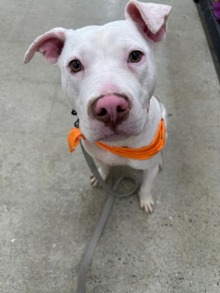 Gavin (LOCALLY FOSTERED) 6