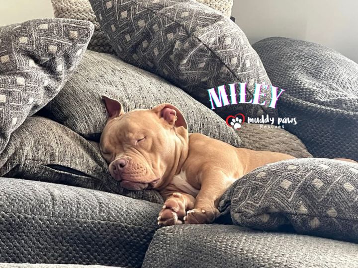 Miley 2