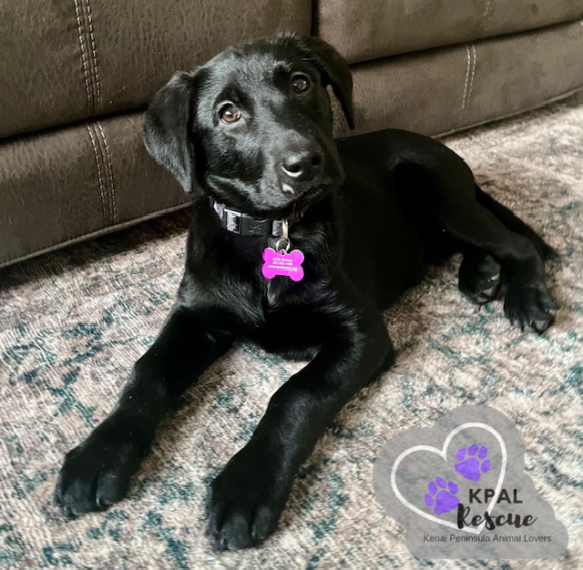 Montana - States Litter, an adoptable Mixed Breed in Kenai, AK, 99611 | Photo Image 1