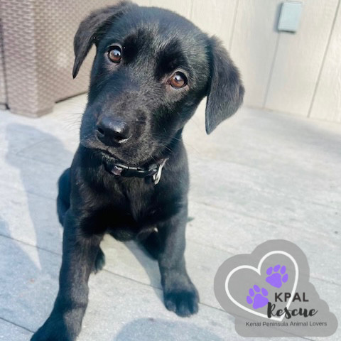 Montana - States Litter, an adoptable Mixed Breed in Kenai, AK, 99611 | Photo Image 2