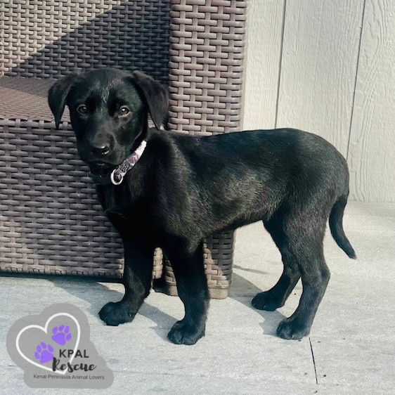 Montana - States Litter, an adoptable Mixed Breed in Kenai, AK, 99611 | Photo Image 3