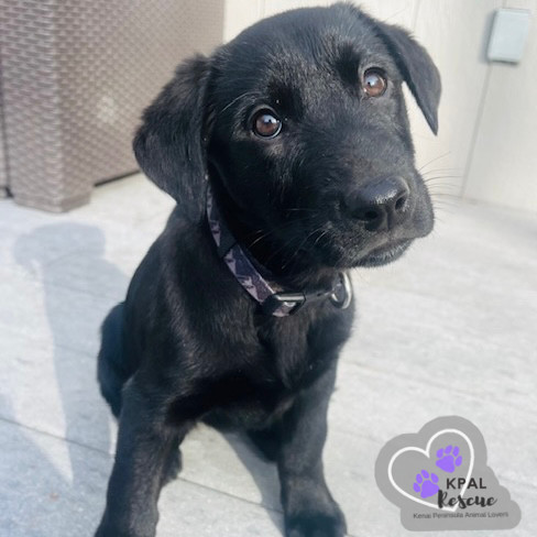 Montana - States Litter, an adoptable Mixed Breed in Kenai, AK, 99611 | Photo Image 4