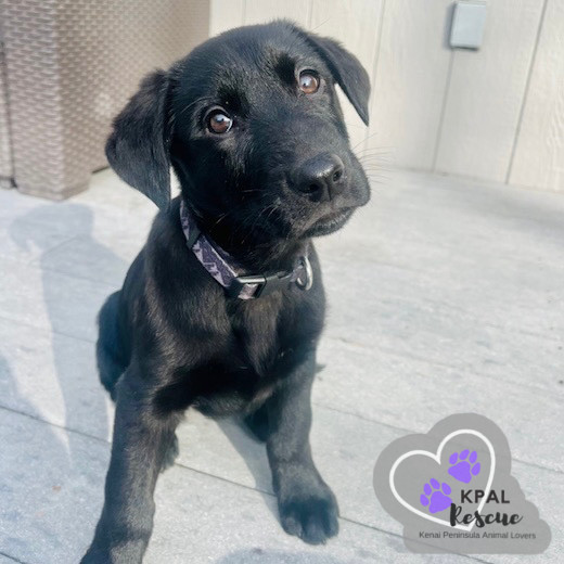Montana - States Litter, an adoptable Mixed Breed in Kenai, AK, 99611 | Photo Image 5