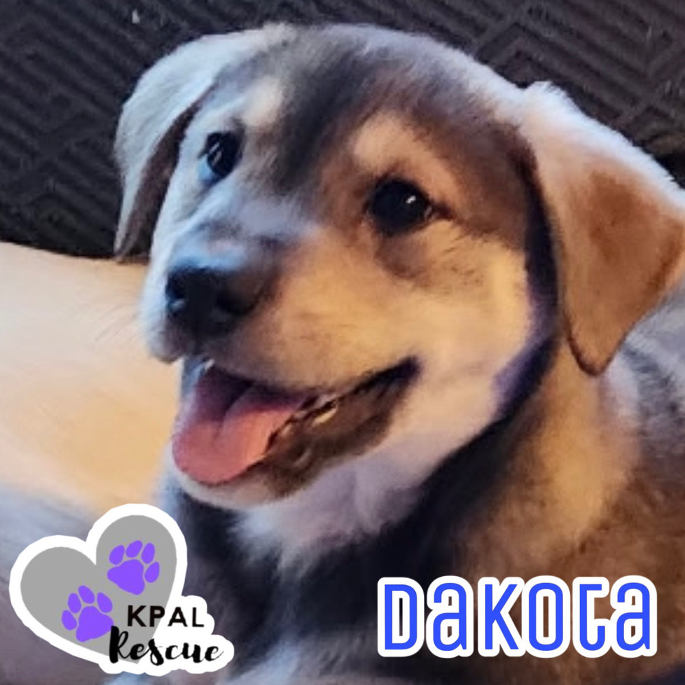Dakota - States Litter, an adoptable Mixed Breed in Kenai, AK, 99611 | Photo Image 1