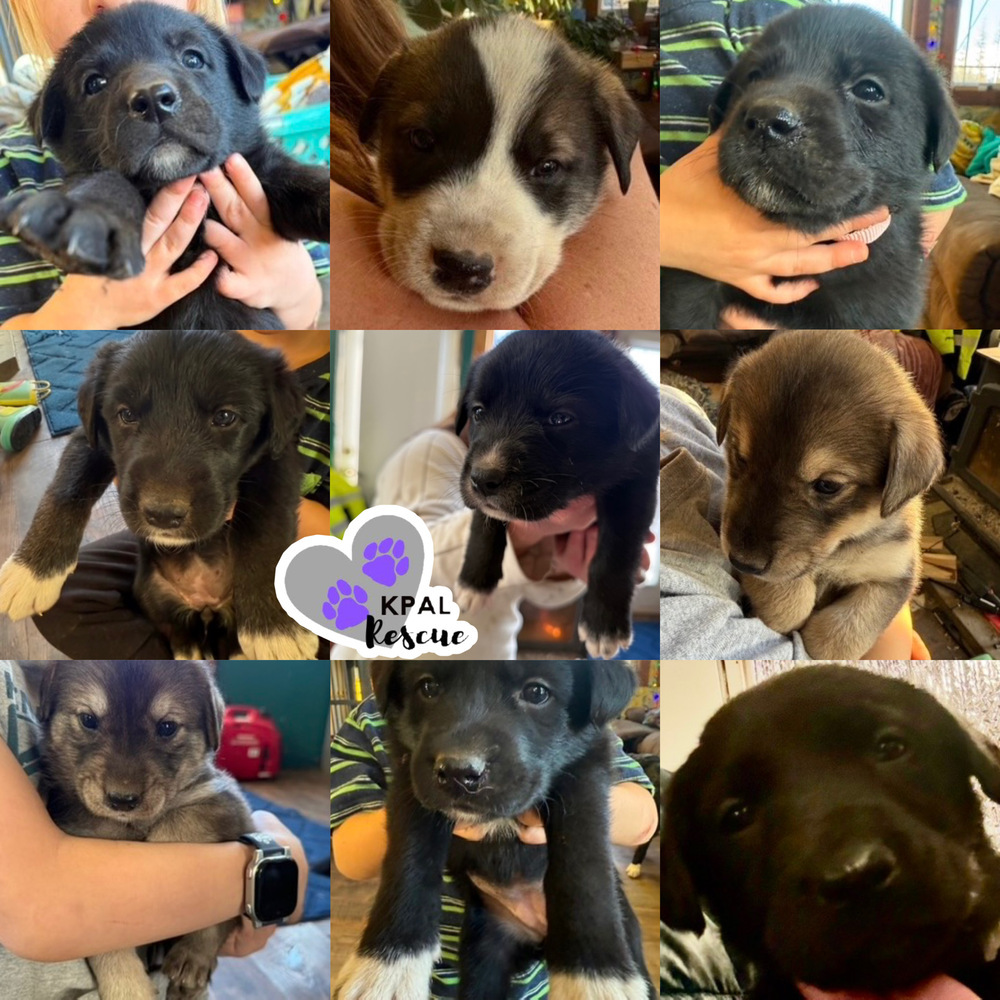 Dakota - States Litter, an adoptable Mixed Breed in Kenai, AK, 99611 | Photo Image 2