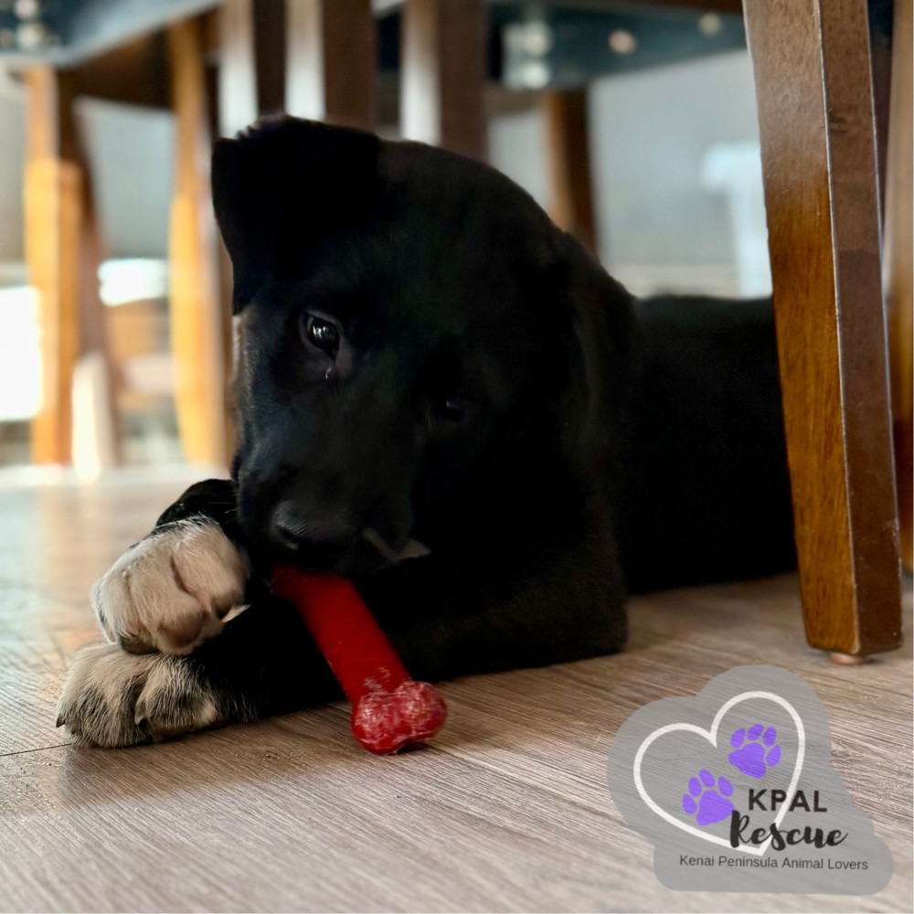 Maine - States Litter, an adoptable Mixed Breed in Kenai, AK, 99611 | Photo Image 1