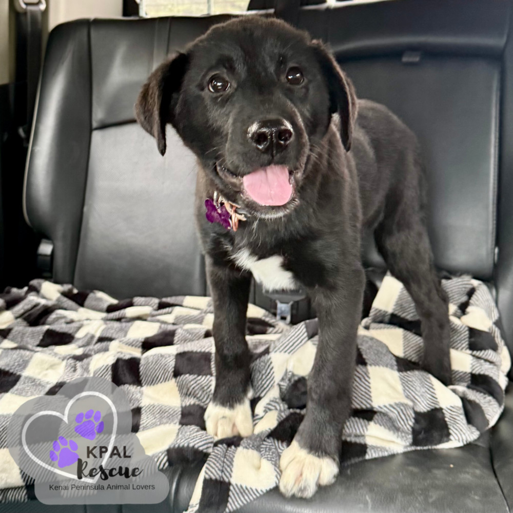 Maine - States Litter, an adoptable Mixed Breed in Kenai, AK, 99611 | Photo Image 2