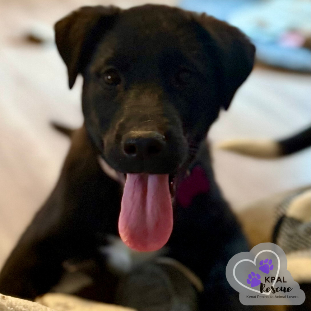 Maine - States Litter, an adoptable Mixed Breed in Kenai, AK, 99611 | Photo Image 3