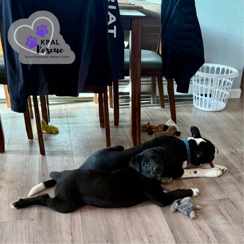 Maine - States Litter, an adoptable Mixed Breed in Kenai, AK, 99611 | Photo Image 4