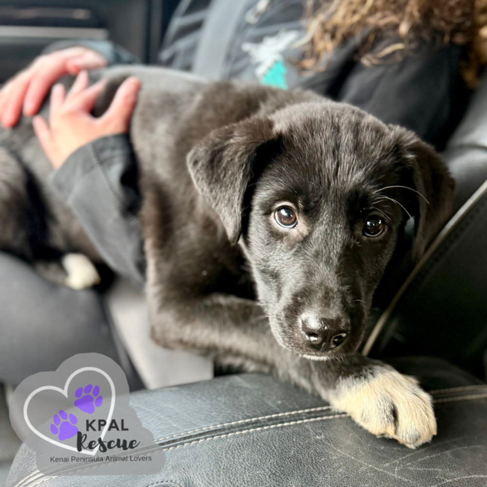 Maine - States Litter, an adoptable Mixed Breed in Kenai, AK, 99611 | Photo Image 5