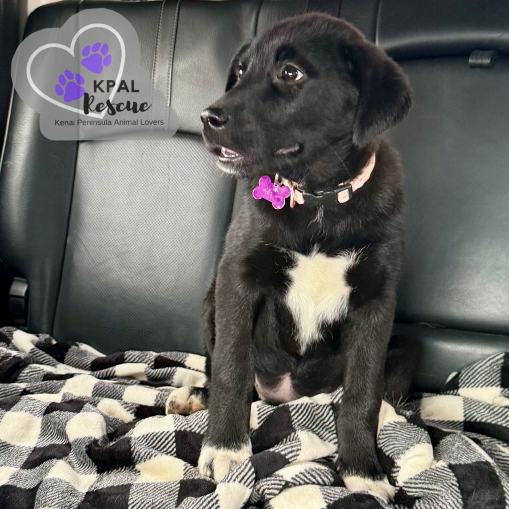 Maine - States Litter, an adoptable Mixed Breed in Kenai, AK, 99611 | Photo Image 6